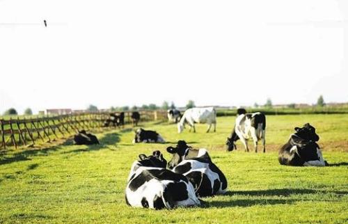 澳洲超市巨头Coles扩大原奶直购范围 许诺保证奶农利益