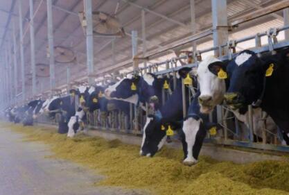 确保“千万吨奶”目标实现，认养一头牛等乳企加快河北省奶业振兴步伐