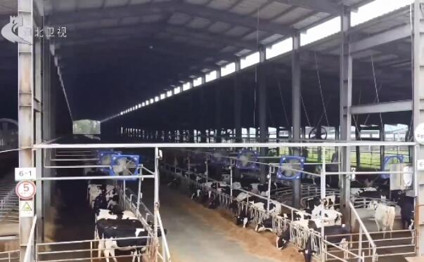 武强：打造奶业全产业链 带动农户增收致富