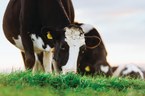 新西兰恒天然：多管齐下 呵护奶牛们快乐生活、快乐产奶(图1)