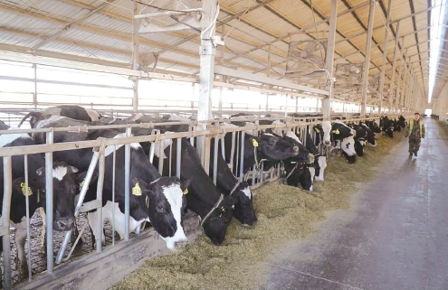 宁夏农垦“奶罐子”高质量发展“密码”
