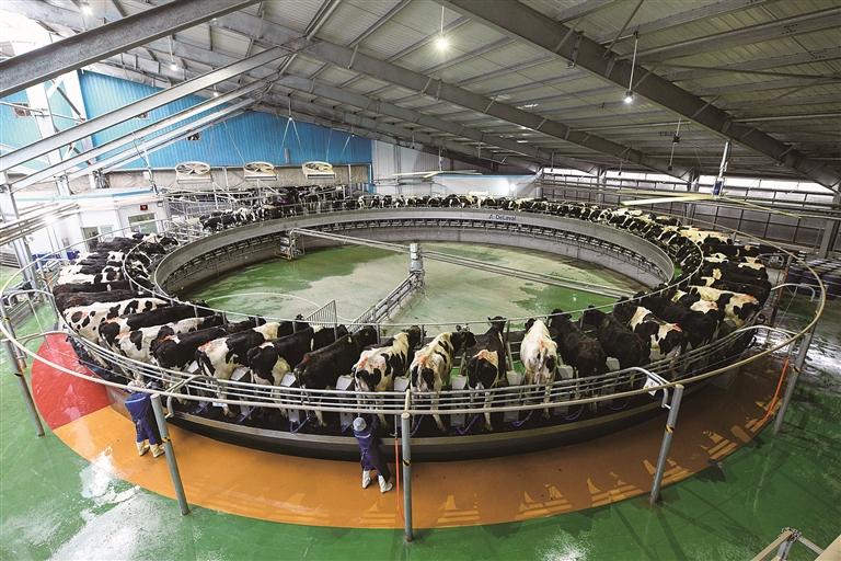 打造智能化牧场 助力奶牛养殖产业发展