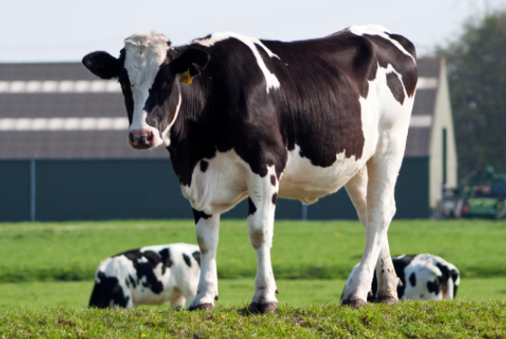 第三届国际奶牛疾病大会举办已进入倒计时阶段 嘉宾名单公布