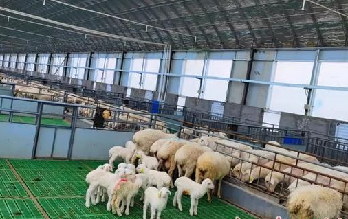采用机械化、自动化、数字化的智慧养羊方式 促进羊养殖规模化、集约化、产业化发展水平