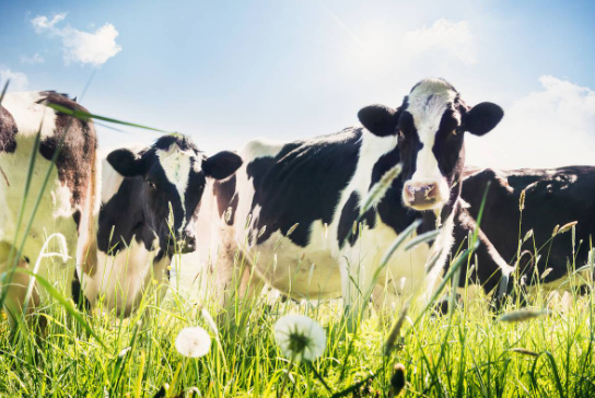 “草饲放牧”的恒天然乳品菁华激发市场活力，获得了中国年轻消费者的认可