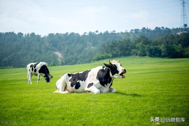 新乳业：多区域“联合舰队”体系与新鲜牛奶业务结合，相得益彰