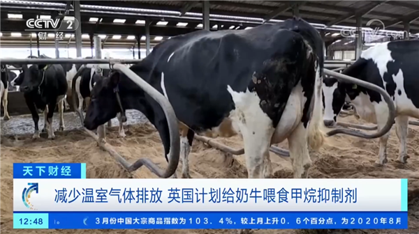 英国计划给奶牛喂甲烷抑制剂：减少打嗝 放屁的污染
