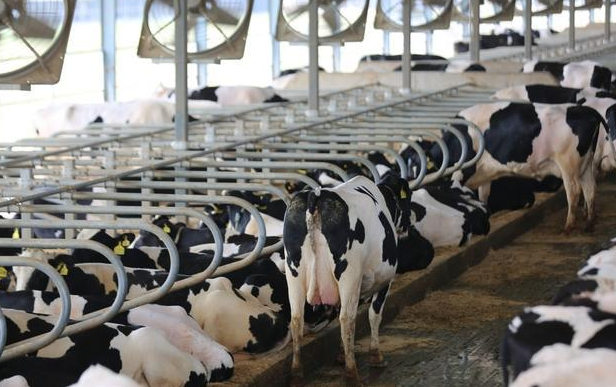 婺城积极引导养殖户通过技术推广及良种推广，带动奶牛养殖业现代化发展