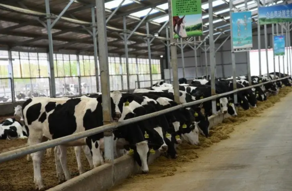 我国奶牛养殖产业发展现状、困境及发展前景对策