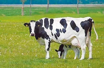 研究揭示奶牛产后酮病抑制卵泡发育的作用机制