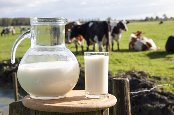 现挤的牛奶能喝吗？刚挤下来的鲜牛奶怎么喝才安全营养