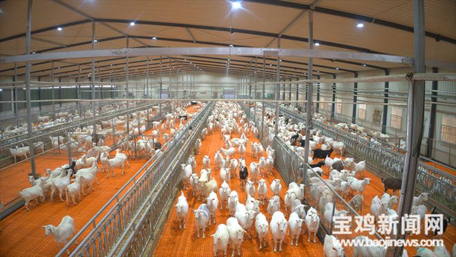 宝鸡千阳 | 从新西兰引进的奶山羊已经产羔1600只(图3)
